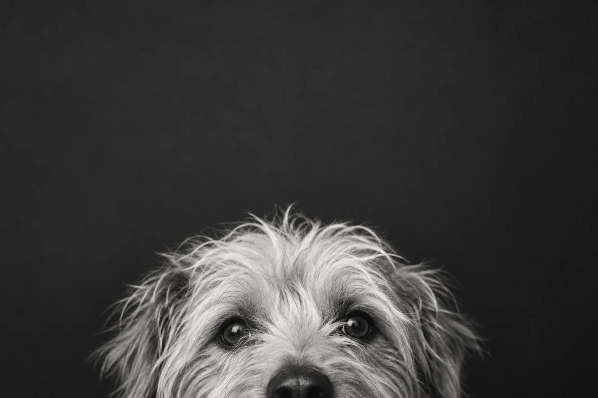 A shaggy terrier peeking into view.